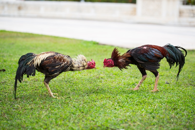 Cuatro Latinos Son Arrestados En Operativo Contra Peleas De Gallos